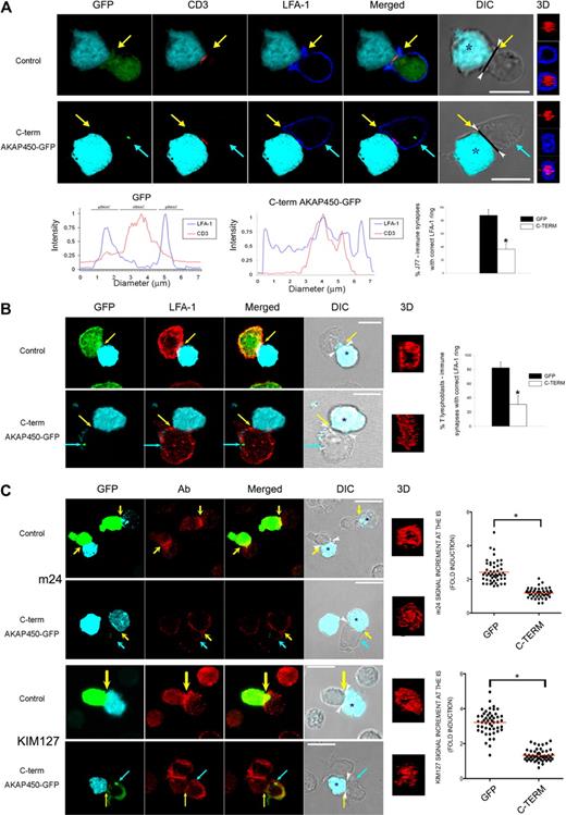 Figure 1. AKAP450 is required for the correct configuration and activation of LFA-1 at the IS. (A) J77 cells expressing GFP or C-term AKAP450-GFP were incubated with SEE-pulsed Raji B cells. Conjugates were stained with antibodies to LFA-1 (blue) and CD3ζ (red). Confocal z slices and corresponding 3-dimensional reconstruction of SMAC area (right) are shown. Histograms show the fluorescence intensity profiles of staining for CD3 (red) and LFA-1 (blue) along the diagonal black lines in the DIC images. Graph represents quantification of immune synapse with LFA-1 ring showing correct architecture. Data are the arithmetic mean ± SD of correct LFA-1 segregation. *P < .05 compared with J77 cells transfected with GFP (Student t test). (B) T lymphoblasts expressing GFP or C-term AKAP450-GFP were incubated with SEE-pulsed Raji B cells. Conjugates were stained with antibodies to LFA-1 (red). Confocal z slices and corresponding 3-dimensional reconstruction of SMAC area (right) are shown. Scale bars represent 10 μm. Graph represents quantification of immune synapse with LFA-1 ring showing correct architecture. Data are the arithmetic mean ± SD of correct LFA-1 segregation. *P < .05 compared with J77 cells transfected with GFP (Student t test). (C) Cell conjugates were formed between CH7 cells expressing GFP or C-term AKAP450-GFP and HA-stimulated HOM-2 APCs. Cells were stained with the antibodies to active conformation of LFA-1 (red), m24 (top panel), and KIM127 (bottom panel). A confocal z section of conjugates formed and processed as in panel A is shown (3-dimensional). Quantification of the active LFA-1 accumulation (m24, top panel; KIM127, bottom panel) at the IS. A total of 50 conjugates were counted for each condition. *P < .01 compared with CH7C17 cells transfected with GFP control (Mann-Whitney test). (A-C) Arrowheads in DIC images indicate the cell-cell junction selected for 3-dimensional projection. Yellow arrows indicate the positions of immune synapses; blue arrow, the position of the mislocalized MTOC in cells overexpressing C-term AKAP450-GFP. Asterisks in DIC images identify CMAC-loaded Raji APCs. Scale bars represent 10 μm.