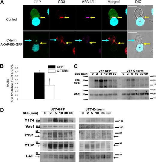Figure 3. Overexpression of C-term AKAP450-GFP impairs the activation of the TCR/CD3 complex and T-cell signaling molecules. (A) Conjugates were formed between J77 cells expressing GFP or C-term AKAP450-GFP and SEE-pulsed Raji B cells, and were stained for CD3ζ (red) and activated CD3ϵ (APA1/1: magenta). Yellow arrows indicate the positions of immune synapses; blue arrow, position of the mislocalized MTOC in cells overexpressing C-term AKAP450-GFP. Asterisks in DIC images identify CMAC-loaded Raji APCs. Scale bars represent 10 μm. (B) Histogram shows quantification of the relation between APA1/1 signal and CD3 signal in conjugates formed as in panel A. A total of 50 conjugates were counted for each condition. Results are the arithmetic mean ± SD. *P < .05 compared with J77 cells transfected with GFP control (Student t test). (C) Representative Western analysis of phospho-CD3ζ (Y83) in J77/SEE-pulsed Raji cell conjugates as in panel A, formed for the indicated times. Total CD3 expression was detected as a loading control. One of 4 representative experiments is shown. (D) J77 expressing GFP (J77-GFP) or C-term AKAP450-GFP (J77-C-term) were conjugated with SEE-pulsed Raji cell for the times indicated, and cell proteins were separated by SDS-PAGE and processed for Western blotting. Blots show the phosphorylation of specific sites on Vav1 (Y174) and LAT (Y191, Y132) together with the total expression of these proteins. Arrows indicate target band sizes. One of 4 experiments is shown.