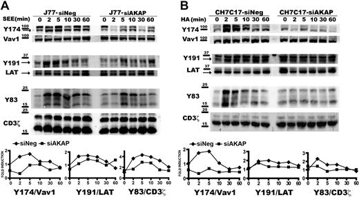 Figure 4. AKAP450 knockdown impairs the activation of T-cell signaling molecules. J77/SEE-pulsed Raji cell conjugates (A) and CH7C17/HOM-2 conjugates (B) expressing control siRNA (siNeg) or AKAP450 siRNA (siAKAP). Control and AKAP450 knockdown T cells were conjugated as in Figure 3D. Cell proteins were separated by SDS-PAGE and processed for Western blotting. Blots show the phosphorylation of specific sites on Vav1 (Y174), LAT (Y191), and CD3ζ (Y83) together with the total expression of these proteins. Arrows indicate target band sizes. Graphs correspond to the densitometric analysis of the Western blots in panels A and B. One of 4 experiments is shown.