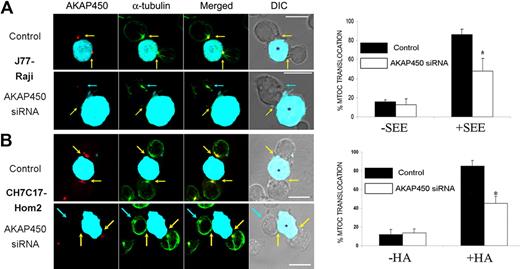Figure 6. Defective MTOC polarization in AKAP450 knockdown cells. J77 cells (A) and CH7C17 cells (B) were transfected with a control siRNA or AKAP450 siRNA, and cell conjugates were formed as in Figure 5A. Conjugates were stained for endogenous AKAP450 (red) and α-tubulin (green). Yellow arrows indicate the positions of immune synapses; blue arrows, position of the mislocalized MTOC in AKAP450 knockdown cells. CMAC-labeled SEE-pulsed Raji and HA-pulsed HOM-2 APCs are distinguished by cyan fluorescence in DIC images (*). Scale bars represent 10 μm. (A-B) Histograms show quantification of MTOC translocation in (A) J77 and (B) CH7C17 cells. More than 200 conjugates were counted for each condition. Results are the arithmetic mean ± SD of MTOC translocation. Control incubation with uploaded APCs represented as −SEE and −HA in the graphs. *P < .05 compared with T cells transfected with control siRNA (Student t test).