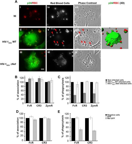 Figure 1. Inhibition of phagocytosis in HIV-1–infected human macrophages. (A) Primary human macrophages were infected with HIV-1ADAWT or HIV-1ADAΔNef or were noninfected for 8 days. The cells were incubated for 60 minutes with IgG-RBCs at 37°C, then fixed and stained with Cy2-anti–rabbit IgG to reveal external RBCs (iv-vi). Particles internalized in closed phagosomes are also detected by phase contrast (vii-ix). The cells were then permeabilized and labeled with anti-p24, followed by Cy3-anti–mouse IgG. Merged images show p24 in green and RBCs in red (i-iii). Arrowheads indicate RBCs in phagocytic cups. Z stacks of wide-field fluorescent images were acquired using a piezo, and 1 medial optical section is shown. The stacks of images are presented as 3-dimensional reconstructions (right panel). Bar represents 10 μm. (B-C) HIV-1ADAWT or HIV-1ADAΔNef–infected cells were incubated for 60 minutes at 37°C with IgG-RBCs, C3bi-RBCs, or Cy3-zymosans. The cells were then treated as in panel A except that they were labeled with anti-p24, followed by Cy2-anti–mouse IgG when Cy3-zymosan was used. The efficiencies of association (B) and phagocytosis (C) were calculated for 50 infected and 50 noninfected cells (control). Results are expressed as a percentage of control cells. The means ± SEM of 3 independent experiments are plotted. (D-E) Primary human macrophages transiently expressing GFP or Nef-GFP were incubated with IgG-RBCs or C3bi-RBCs for 60 minutes at 37°C. The cells were then fixed and stained as in panel A. The efficiencies of association (D) and phagocytosis (E) were calculated and expressed as in panels B-C. The means ± SEM of 3 independent experiments are plotted.