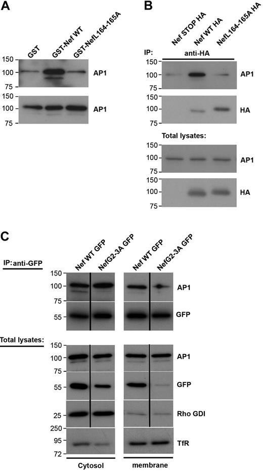 Figure 5. Nef L164-165L motif is required for interaction with AP1 and inhibition of macrophages phagocytosis. (A) GST, GST-Nef WT, or GST-NefL164-165A bound to glutathione sepharose beads were incubated with RAW264.7 macrophages lysates. Bound material (top panel) and total lysates (bottom panel) were subjected to Western blotting with anti-AP1 antibodies. Molecular weight markers are in kilodaltons. (B) RAW264.7 macrophages transiently expressing either Nef STOP-HA or Nef WT-HA or NefL164-165A-HA were lysed and immunoprecipitated with anti-HA antibodies. The precipitates and total lysates were revealed by Western blotting with anti-AP1 antibodies and after stripping with anti-HA antibodies. Molecular weight markers are in kilodaltons. (C) RAW264.7 macrophages transiently expressing either Nef WT-GFP or Nef G2-3A-GFP were fractionated to obtain a cytosolic and a membrane fraction. Then each fraction was immunoprecipitated with anti-GFP antibodies. The precipitates and total lysates were subjected to Western blotting with anti-AP1 antibodies and after stripping with anti-GFP antibodies. Total lysates were also revealed with anti–transferrin receptor antibodies (as marker for the membrane fraction) or with anti-Rho GDI alpha antibodies (as marker for the cytosolic fraction). The cytosolic fraction was contaminated with proteins of membrane origin. Molecular weight markers are in kilodaltons.