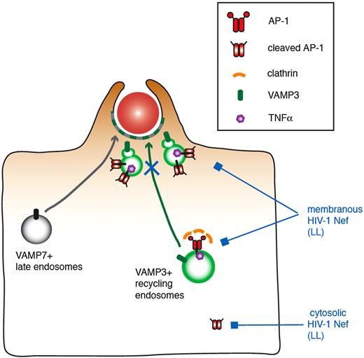 Figure 7. Speculative model of the role of Nef in the inhibition of membrane remodeling during phagocytosis in HIV-1–infected macrophages. VAMP3-positive recycling endosomes bearing TNFα and VAMP7-positive late endosomes are recruited and fuse with the plasma membrane, thus contributing to pseudopod extension and optimal phagosome formation. AP1, and in particular the cleaved form of the complex that is unable to bind to clathrin, was proposed to regulate the focal delivery of VAMP3- and TNFα-positive membranes. In this study, we show that Nef interacts via its LL motif with AP1, associated either with membranes or with the cleaved form of the protein in the cytosol. This in turn would impair the plasmalemmal recruitment of endomembranes bearing the VAMP3 and TNFα markers that are known to be essential for optimal phagocytosis, without affecting F-actin cup formation or VAMP7-positive compartment delivery.