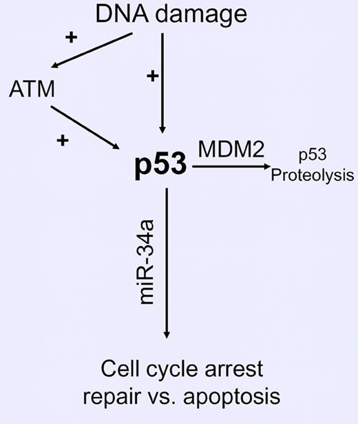miR-34a expression and p53 pathway activity in CLL. Deletion (17p13) or mutation of TP53, deletion (11q22−) or mutation of ATM, and increased MDM2 activity (SNP309 GG) impair p53 pathway function in CLL, resulting in decreased expression of miR-34a.