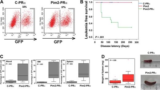 Figure 2. Effects of Pim2 overexpression in a PML-RARα bone marrow transplantation assay. (A) Flow cytometry for GFP positivity of PML-RARα knock-in bone marrow after retroviral transduction with a GFP-containing vector (C-PRα) or a Pim2-GFP construct (Pim2-PRα) before transplantation. The dot plots show that transduction efficiency for both constructs was comparable. (B) Kaplan-Meier plot shows the probability of leukemia-free survival in animals that underwent transplantation. C-PRα indicates PRα knockin donor bone marrow was retrovirally transduced with a construct containing GFP only before transplantation; Pim2, wild-type donor bone marrow was retrovirally transduced by a construct containing Pim2 and GFP before transplantation; Pim2-PRα, PRα knock-in donor bone marrow was retrovirally transduced with a construct containing Pim2 and GFP. (C) Expression of GFP in recipient animals at the time of leukemia development (for control animals: > 7 weeks after transplantation). Data shown here are from 8 individual mice analyzed for each group for GFP fluorescence by flow cytometry. Significance was calculated by nonparametric Mann-Whitney U test. The median expression is shown by the horizontal line, the size of the box represents the borders that contain 50% of the values, and the error bars represent the upper and the lower quartiles of the values. (D) Weight distribution and photographic image of spleens of the mice that underwent transplantation at the time of leukemia development (for control animals: > 7 weeks after transplantation). Data shown here are from 8 individual mice analyzed for each group. Significance was calculated by nonparametric Mann-Whitney U test. The median expression is shown by the horizontal line, the size of the box represents the borders that contain 50% of the values, and the error bars represent the upper and the lower quartiles of the values.
