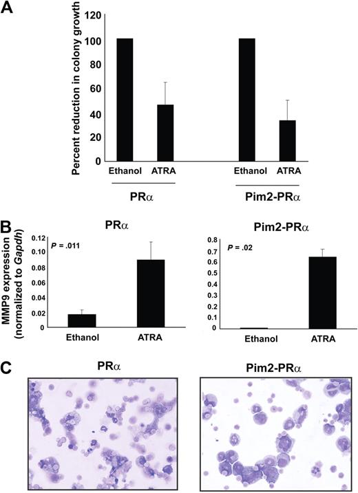 Figure 7. Pim2-PRα–induced leukemia is sensitive to ATRA. (A) Colony assays on methylcellulose were performed using freshly isolated BM cells from PRα or Pim2-PRα diseased mice, in the presence or absence of ATRA (1μM). The bars represent the colony growth of PRα and Pim2-PRα cells in the presence of ATRA calculated as percentage of control (ethanol treated). The results shown are the mean of 3 independent experiments ± SD. The significance in growth reduction between 2 groups PRα and Pim2-PRα was calculated by t test (P = .42). (B) MMP-9 expression is increased upon ATRA treatment for 48 hours in PRα as well as Pim2-PRα BM cells assessed by real-time RT-PCR. MMP-9 primers were used as described earlier.24 Results shown here are the mean of 2 independent experiments ± SD. The significance was calculated using t test; P values are indicated in the figure. (C) Cytospin morphology of BM cells incubated with ATRA (1μM) for 48 hours from PRα or Pim2-PRα mice (Wright-Giemsa stain, original magnification ×40).