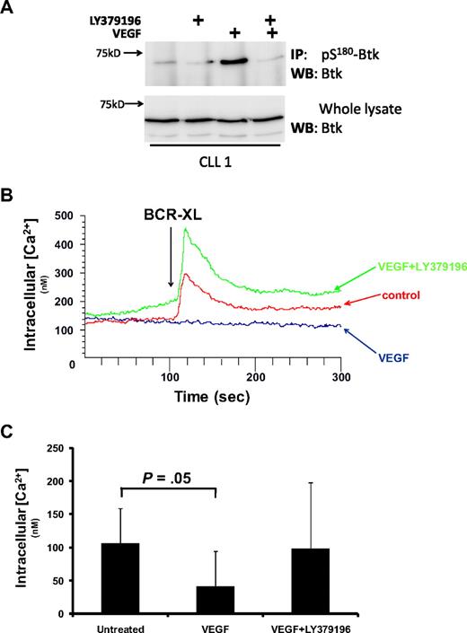 Figure 3. VEGF stimulates PKCβII activity in CLL cells. (A) Western blot analysis of Btk in whole-cell lysates and in anti–pS180-Btk immunoprecipitates from CLL cells treated with 100 ng/mL VEGF in the presence and absence of 100nM LY379196. This experiment is representative of 3 using different CLL cases. (B) Effect of 100 ng/mL VEGF on BCR-induced intracellular Ca2+ release in CLL cells. Fura-2-loaded CLL cells were stimulated with 20 μg/mL anti-IgM antibody (BCR-XL) in the presence and absence of VEGF. LY379196 (100nM) was used to reverse the effects of VEGF. (C) Data presented in panel B, highlighting that the incubation of CLL cells with VEGF induced significant inhibition of intracellular Ca2+ release (P = .05, n = 6).