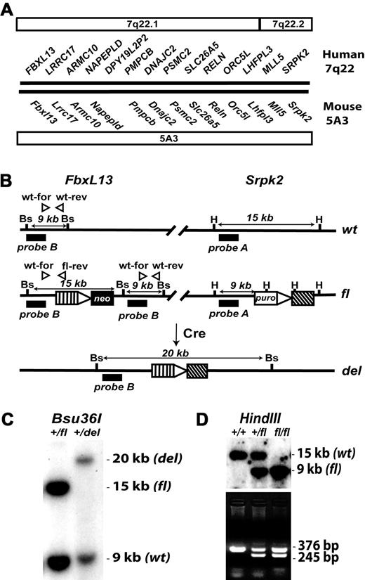Figure 1. Comparative mapping and gene targeting of a region of mouse chromosome 5A3 syntenic to a commonly deleted segment of 7q22 identified in human myeloid malignancies. (A) Gene content and order in the human 7q22 CDS compared with that of a region in mouse chromosome 5A3 (based on the Ensembl database and not drawn to scale). (B) Overview of the gene targeting strategy. Targeting at Fbxl13/Lrrc17 resulted in integration of a loxP site (triangle), a neomycin resistance cassette (neo), and the 5′ half of the Hprt minigene (hatched box) at the endogenous (wild-type, wt) Fbxl13 locus, whereas gene targeting at Srpk2 resulted in integration of a loxP site (triangle), a puromycin resistance cassette (puro), and the 3′Hprt-ires-gfp (cross-hatched box) at the endogenous (wt) Srpk2 locus. Expression of Cre recombinase results in cis recombination between the loxP sites contained in the 2 complementary cassettes and reconstitution of a functional Hprt cDNA. The parental cells are resistant to both G418 and puromycin and the recombined cells excise the drug resistance cassettes and are therefore sensitive to both antibiotics. The positions of primers for genotyping analysis (arrowheads) and probes used for Southern blots (solid boxes) are indicated. (C) Confirmation of the deletion of targeted 5A3 region in ES cells. Genomic DNA isolated from doubly targeted ES cells before and after the expression of Cre recombinase were digested with Bsu36I restriction enzyme (Bs), followed by hybridization with probe B (B). Whereas the 15-kb and 9-kb bands diagnostic of the targeted (fl) and wt (+) alleles, respectively, were observed in the doubly targeted ES cells before Cre recombination, a 20-kb band diagnostic of the deleted (del) allele was observed instead of the 15-kb floxed band after Cre expression. (D) Germline transmission of the latent mutant allele was assessed by Southern blotting (top). Tail DNA that is digested with HindIII (H) restriction enzyme and hybridized with probe A (B) shows a 15-kb fragment that corresponds to the wt allele and a 9-kb fragment derived from the fl allele. Confirmation of targeting at 5′ end using PCR genotyping (bottom). Primer fl-reverse (rev) is specific to the targeted allele. The wt allele results in a 376-bp fragment when amplified with wt-forward (for) and wt-rev primers, whereas the targeted allele gives a 245-bp fragment when amplified with wt-for and fl-rev primers. The targeted allele retained the wt amplification product due to duplication of the region of homology contained in the vector when using the insertional targeting strategy.