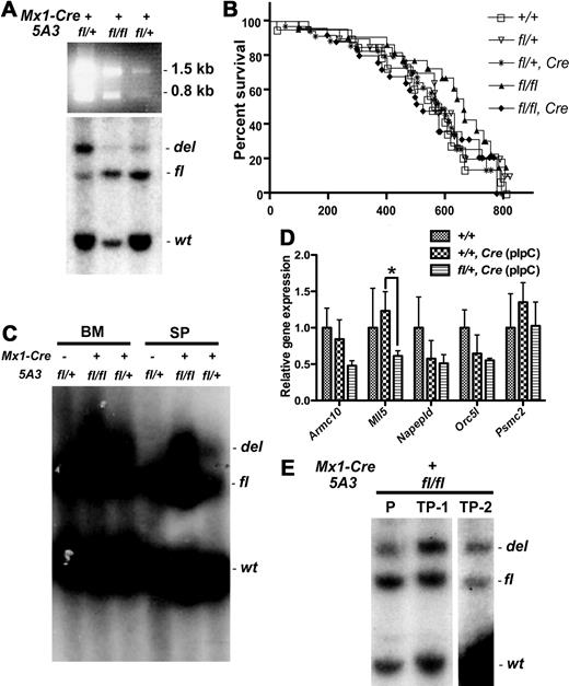 Figure 2. Recombination of the 5A3fl interval in vivo and survival of Mx1-Cre, 5A3fl/+ and Mx1-Cre, 5A3fl/fl mice. (A) Analysis of the deleted allele in hematopoietic cells from Mx1-Cre, 5A3fl/+ and Mx1-Cre,5A3fl/fl mice. (Top) PCR analysis of the deleted (del) allele in genomic DNA extracted from peripheral blood from mice of the indicated genotype at the time of killing. Because primers specific for the 5′ and 3′ hprt gene cassettes were used, the 2.3-kb PCR product is obtained only after loxP recombination. To confirm the specificity of the reaction, PCR products were digested with EcoRI, resulting in fragments of 1.5 kb and 0.8 kb. (Bottom) Southern blot analysis of genomic DNA isolated from the bone marrows (BMs) of the same mice as the top panel. The DNA was digested with the Bsu36I restriction enzyme and hybridized with probe B (Figure 1B). The wild-type (wt), floxed (fl), and deleted (del) alleles yield DNA fragments of 9, 15, and 20 kb, respectively. (B) Kaplan-Meier survival curve of wt (+/+; n = 20), 5A3fl/+ (fl/+; n = 20), Mx1-Cre, 5A3fl/+ (fl/+,Cre; n = 35), 5A3fl/fl (fl/fl; n = 22), and Mx1-Cre, 5A3fl/fl (fl/fl, Cre; n = 25) mice (P = .499). Mice that were killed without visible sign of disease were censored. (C) Southern blot analysis of genomic DNA from the bone marrows (BMs) and spleens (SPs) of 5A3fl/+, Mx1-Cre, 5A3fl/fl, and Mx1-Cre, 5A3fl/+ mice 4 days after treatment with a high-dose pIpC regimen. The DNA was digested with Bsu36I and hybridized with probe B as in panel A. (D) Quantitative RT-PCR analysis of the expression of 5 genes within the 5A3 interval in the BM of Mx1-Cre, 5A3+/+ and Mx1-Cre, 5A3fl/+ mice after treatment with high-dose pIpC. Total RNA isolated from the BM of Mx1-Cre, 5A3+/+ (+/+, Cre; n = 3) and Mx1-Cre, 5A3fl/+ mice (fl/+, Cre; n = 3) was analyzed to assess expression of Armc10, Mll5, Napepld, Orc5l, and Psmc2. Expression levels were determined in triplicate, normalized to Gapdh, and calibrated to the levels found in untreated wt mouse bone marrow (+/+; n = 4). The graph shows means ± SD for each group. Statistical significance was determined using the Student t test (*P ≤ .05). (E) Southern blot analysis of BM DNA from a Mx1-Cre, 5A3fl/fl mouse (P) that was killed 4 days after treatment with high-dose pIpC, and its transplant recipient (TP-1) killed 4 months later. TP-2 is the transplant recipient of bone marrow cells from TP-1, and killed 4 months after transplantation. The DNA was digested with Bsu36I and hybridized with probe B as in panel A. A vertical space has been inserted between the TP-1 and TP-2 lanes to indicate that they are from 2 separate experiments.