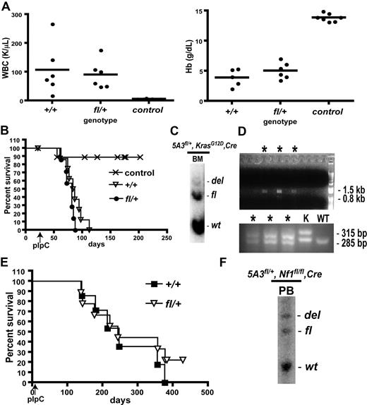 Figure 3. Analysis of Mx1-Cre, LSL-KrasG12D, 5A3fl/+, and Mx1-Cre, Nf1fl/fl, 5A3fl/+ compound mutant mice. (A) Comparison of the white blood count (A left, P = .692) and hemoglobin (A right, P = 0.120) of Mx1-Cre, LSL-KrasG12D, 5A3+/+ (+/+), Mx1-Cre, LSL-KrasG12D,5A3fl/+ (fl/+), and control Mx1-Cre negative littermates (control) at death after treatment with pIpC at weaning. (B) Kaplan-Meier survival curve of Mx1-Cre–negative (control; n = 9), Mx1-Cre, LSL-KrasG12D, 5A3+/+ (+/+, n = 8), and Mx1-Cre, LSL-KrasG12D5A3fl/+ (fl/+, n = 7) mice (P = .136). pIpC treatment at 21 days is indicated with arrow. (C) Southern blot analysis of genomic DNA from the bone marrow (BM) of a Mx1-Cre, LSL-KrasG12D, 5A3fl/+ mouse showing the presence of the deleted allele. (D) KrasG12D expression and deletion of the 5A3 region in the individual CFU-GM colonies. (Top) Bone marrow cells from a Mx1-Cre, LSL-KrasG12D5A3fl/+ mouse were plated in methylcellulose medium without added cytokines. CFU-GM colonies that formed after 7 days were picked and lysed, and the presence of the deleted 5A3 allele was confirmed by PCR. Asterisks indicate the presence of the recombination PCR product. (Bottom) Cre-mediated recombination of the inhibitory LSL cassette 5′ of the KrasG12D gene was verified in the same cells (*) by PCR. The 285-bp product is indicative of the wt Kras locus, whereas the 315-bp product is specific for excised LSL-KrasG12D allele. The unrearranged LSL-KrasG12D allele does not amplify. PCR conditions were confirmed with peripheral blood DNA from Mx1-Cre, LSL-KrasG12D5A3fl/+ (K) and wt (WT) mice. (E) Kaplan-Meier survival curve of Mx1-Cre, Nf1fl/fl, 5A3+/+ (+/+, n = 7) and Mx1-Cre, Nf1fl/fl, 5A3fl/+ (fl/+, n = 9) mice. P = .403. (F) Southern blot of genomic DNA from the peripheral blood of a Mx1-Cre, Nf1fl/fl, 5A3fl/+ mouse showing the presence of the deleted allele.