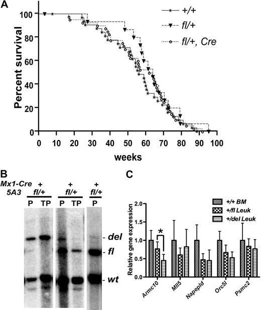 Figure 4. Retroviral mutagenesis with MOL4070LTR in Mx1-Cre, 5A3fl/+ mice. (A) Survival of wt mice (+/+; n = 32), control 5A3fl/+ mice that did not inherit the Mx1-Cre transgene (fl/+; n = 15), and Mx1-Cre, 5A3fl/+ mice (fl/+, Cre, n = 30) treated with MOL4070LTR. In addition, we observed no difference in survival between Mx1-Cre, 5A3fl/+ mice with leukemia in which the latent 5A3 allele was recombined (n = 7) or not recombined (n = 23; data not shown). (B) Southern blot analysis of the bone marrow of 3 mice from the Mx1-Cre, 5A3fl/+ cohort that were diagnosed with acute myelomonocytic leukemia. The primary leukemia is designated P, and transplants are designated TP. The leukemia on the left (no. 40) demonstrated complete recombination, as indicated by the presence of a 20-kb band diagnostic of the del allele and the absence of the 15-kb band diagnostic of the fl allele. The leukemia in the center (no. 18) is partially recombined, as indicated by the presence of the del and fl bands at 20 kb and 15 kb, respectively. The leukemia on the right (no. 102) shows no evidence of the recombined 5A3 allele. (C) Quantitative RT-PCR analysis of the expression of 5 genes within the 5A3 interval in the unrecombined (+/fl Leuk; n = 4) and recombined (+/del Leuk; n = 7) leukemic cells from Mx1-Cre, 5A3fl/+ mice treated with MOL4070LTR. Total RNA was isolated from leukemic cells, and evaluated as described in Figure 2D. Armc10 is the only gene that showed significantly reduced expression in 5A3-excised leukemias (*).