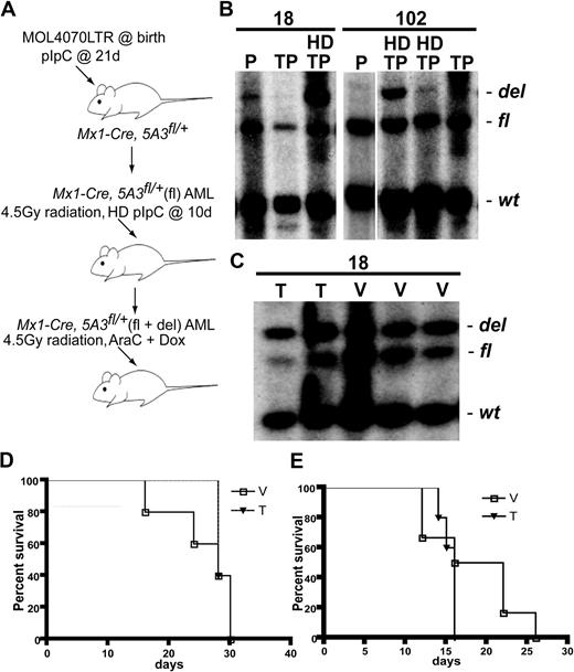 Figure 5. Generation of isogenic leukemia cells to test the effects of inducing the 5A3 deletion in established AMLs. (A) Overview of the experimental protocol used to induce the 5A3 deletion in established AMLs from MOL4070LTR treated Mx1-Cre, 5A3fl/+ mice. Primary leukemias were isolated from mice that had been injected with MOL4070LTR and pIpC, and transplanted into sublethally irradiated recipients. These recipients received a high-dose pIpC regimen beginning 10 days after transplantation, and leukemic cells were subsequently analyzed by Southern blotting to assess 5A3 recombination. Secondary leukemias that showed balanced ratio of recombined versus unrecombined cells were then reinjected into sublethally irradiated recipients that were treated with Ara-C and doxorubicin as described in “Treatment with doxorubicin and Ara-C” and monitored for survival. (B) Southern blot analysis of BM DNA from the primary mice nos. 18 and 102 (P) and recipients of these leukemias (TP). Note enrichment of the 20-kb recombined fragment in BM DNA from transplant recipients that were treated with high-dose pIpC (HD). (C) Southern blot analysis of BM DNA from the recipients of leukemia no. 18 after treatment with chemotherapy (T) or vehicle (V). (D) Kaplan-Meier survival curve of mice that received a transplant of a no. 18 leukemia that has 50% recombined and 50% unrecombined leukemic cells. (E) Kaplan-Meier survival curve of mice that received a transplant of a no. 102 leukemia that has 50% recombined and 50% unrecombined leukemic cell.
