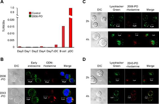 Figure 2. Internalization of ODN by hematopoietic progenitors derived from CD34+ cells. (A) TLR9 expression in pDCs, B cells, cDCs, and hematopoietic progenitors induced erythroid differentiation. CD34+ cells (day 0) were cultured in the liquid phase in erythroid medium with or without 4μM 2006-PO for 1 to 7 days. The relative gene expression levels of TLR9 were normalized with 28S transcripts. The inset represents amplification of the y-axis. The results are representative of 3 independent experiments. (B) ODN-rhodamine and early endosome expression. CD34+ cells were cultured in erythroid medium for 2 days and incubated with rhodamine-conjugated 2006-PO or 2243-PO. Results are representative of 3 independent experiments. (C-D) ODN-rhodamine and lysosome expression. CD34+ cells were cultured in erythroid medium for 2 days, incubated with LysoTracker Green and rhodamine-conjugated 2006-PO (C) or 2243-PO (D) and analyzed using confocal microscopy. Results are representative of 3 independent experiments.
