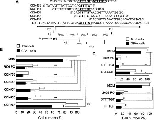 Figure 5. Consensus sequence with 2006-PO in human parvovirus B19 genome (453 5′-GTTTTGT-3′ 459) inhibits erythroid growth. (A) Map of the B19 genome, highlighting the region that includes the consensus sequence (5′-GTTTTGT-3′) and the sequences of synthetic ODN. (B) Effects of synthetic B19 ODN with PO backbone on erythroid growth. Purified CD34+ cells were cultured in erythroid medium, with or without ODN. After 7 days in culture, the generated cells were collected, washed, and counted. The cell yields are presented as a percentage relative to the total number of cells without ODN. Data are mean ± SD of 3 independent experiments. The total cells generated from 2 × 104 CD34+ cells were 4.3 ± 0.8 × 105 cells. (C) Effects of ODN 5′-GTTTTGT-3′ and its complementary ODN 5′-ACAAAAC-3′ (top panel), and 5′-TTTTGT-3′ (bottom panel) with PO backbone on erythroid growth. Purified CD34+ cells were cultured in erythroid medium, with or without ODN. After 7 days in culture, the generated cells were collected, washed, and counted. The total cell yields are presented as a percentage relative to the total number of cells without ODN. Data are mean ± SD of 3 independent experiments. The absolute number of cells generated from 2 × 104 CD34+ cells was 5.4 ± 2.1 × 105 cells (top panel) and 6.8 ± 0.8 × 105 cells (bottom panel). *P < .05. ***P < .001. NS indicates no significance.