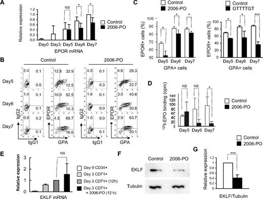 Figure 6. 2006-PO down-regulates the expression of EPOR and EKLF. (A) Quantitative analysis of EPOR using real time RT-PCR. Purified CD34+ cells were cultured for 3 days in erythroid medium and the cells enriched as CD71+ cells. The CD71+ cells were then cultured in erythroid medium, with or without 2006-PO. At the indicated days, the cells were harvested and mRNA extracted from the cells and subjected to real-time RT-PCR. (B-C) Fluorocytometric analysis of EPOR expression. At the indicated days, the cells were harvested and EPOR expression on GPA+ cells analyzed using fluorocytometry. Data are representative of 3 independent experiments (B) and are mean ± SD (C left panel). (C right panel) Parallel experiments in which 2006-PO was replaced with ODN 5′-GTTTTGT-3′. (D) Specific binding of 125I-EPO. Purified CD34+ cells were cultured for 3 days in erythroid medium and the cells were then cultured in erythroid medium, with or without 2006-PO. At the indicated days, the cells were harvested and subjected to 125I-EPO binding. The cells were collected in IMDM at 0°C containing 0.1% BSA, and 4 × 105 cells in 50 μL were incubated in the presence of 2 U/mL 125I-EPO. Data are mean ± SD of triplicate measurement; representative data of 2 experiments are shown. (E) Quantitative analysis of EKLF transcripts by real-time RT-PCR. CD71+ cells were incubated in erythroid medium with or without 2006-PO, the cells harvested, and mRNA extracted and quantified by real-time RT-PCR. (F) Western blot analysis of EKLF. The cells were harvested from the parallel experiments shown in panel E, and the lysates separated by sodium dodecyl sulfate–polyacrylamide gel electrophoresis and transferred to nylon membranes. Western blot analyses were performed using an anti-EKLF antibody. (G) Relative expression of EKLF. Data are the mean ± SD of 3 independent experiments. *P < .05. ***P < .001. NS indicates no significance.