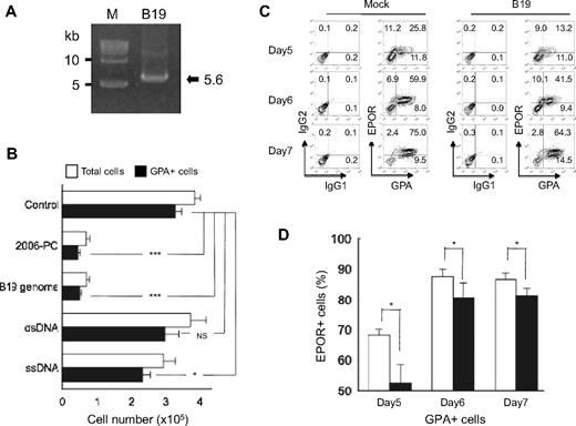 Figure 7. Native single-stranded B19 genome inhibits erythroid growth and down-regulates EPOR expression. (A) Purification of the B19 genome. B19 genome DNA was extracted from the virions. An equal molar ratio of plus and minus strands were then annealed and analyzed by agarose gel electrophoresis (arrow) and compared with molecular size markers (M). (B) Effects of B19 genome on erythroid growth. Purified CD34+ cells were cultured in erythroid medium with or without native single-stranded B19 genome DNA, dsDNA, and ssDNA derived from UT7/Epo-S1 cells. After 7 days in culture, the generated cells were collected, washed, and counted. Data are mean ± SD of 3 triplicates. (C-D) B19 down-regulated EPOR expression. Purified CD34+ cells were cultured for 4 days in erythroid medium, the cells harvested, and then incubated with serum containing B19. The cells were then cultured in erythroid medium. At the indicated days, the cells were harvested and EPOR expression on GPA+ cells analyzed using fluorocytometry. Data are representative of 3 independent experiments (C) and are mean ± SD (D). *P < .05. ***P < .001. NS indicates no significance.