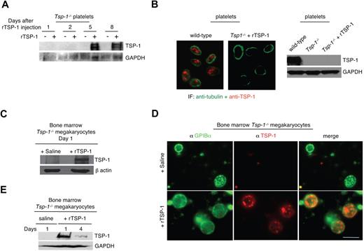 Figure 5. Platelets acquire TSP-1 through megakaryocytes. (A) Western blot of TSP-1 expression in platelets harvested from Tsp-1−/− animals at indicated days after intravenous injection of 2 μg rTSP-1. GAPDH was probed as a loading control. (B) Left: Platelets from Tsp-1−/− mice are immunostained with antitubulin (green) and anti–TSP-1 (red) after coincubation at 37°C for 2 hours in vitro with 2 μg rTSP-1. Right: Western blot analysis of wild-type platelets, Tsp-1−/− platelets, and Tsp-1−/− platelets after in vitro coincubation with rTSP-1. GAPDH was probed as a loading control. (C) Western blot analysis of megakaryocytes isolated from the bone marrow of Tsp-1−/− mice after coincubation at 37°C for 2 hours in vitro with rTSP-1. β-Actin was probed as a loading control. (D) Immunostaining with anti-GPIBα (green) and anti–TSP-1 (red) of megakaryocytes isolated from the bone marrow of Tsp-1−/− mice 24 hours after intravenous injection of saline or 2 μg rTSP-1. Bar represents 50 μm. (E) Western blot analysis of megakaryocytes isolated from Tsp-1−/− mice 1 and 4 days after intravenous injection of 2 μg rTSP-1. GAPDH was probed as a loading control.