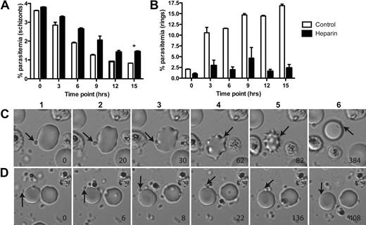 Figure 1. Heparin inhibits P falciparum merozoite invasion at initial contact events. P falciparum schizonts (3D7 isolate) in culture were monitored over time for schizont rupture (A) and formation of ring-stage (B) parasites in the presence of heparin (100 μg/mL) or PBS control. Data are mean (range) of one representative assay (2 assays were performed in duplicate). (A) There was a small, but significant, delay of schizont rupture in the presence of heparin *P = .03 for difference in schizont parasitemia for heparin versus control at 15 hours (Mann-Whitney U test). (B) Formation of new ring-stage parasites was greatly inhibited in the presence of heparin, showing that heparin acts predominately by inhibition of merozoite invasion. (C-D) Real-time microscopy of merozoite invasion. (C) Merozoite invasion (arrow) in PBS control cultures demonstrated: (1) initial contact of merozoite with erythrocyte, (2) reorientation, (3) commencement of invasion, (3-5) mechanical invasion and deformation of the erythrocyte, and (6) complete invasion and erythrocyte reformation. (D) Merozoite invasion with cultures containing heparin (100 μg/mL): (1-5) initial contact of merozoite with erythrocyte without reorientation, (6) initial contact is not sustained and merozoite detached. No invasion, reorientation, or erythrocyte deformation was observed in the presence of heparin. Time in seconds is indicated in the bottom right corner. Pictures shown are representative selections from real-time microscopy recordings using the 3D7 P falciparum line. Videos can be found in supplemental data. Microscopy was performed on a Zeiss Axiovert 200M microscope with 63×/1.4 oil (magnification/numeric aperture) objective lens, at humidified tissue culture conditions (5% CO2, 5% O2, 90% N2), 37°C, standard culture media. Images were collected by Zeiss AxioCam MRm with Zeiss Axio Vision software and processed with ImageJ.