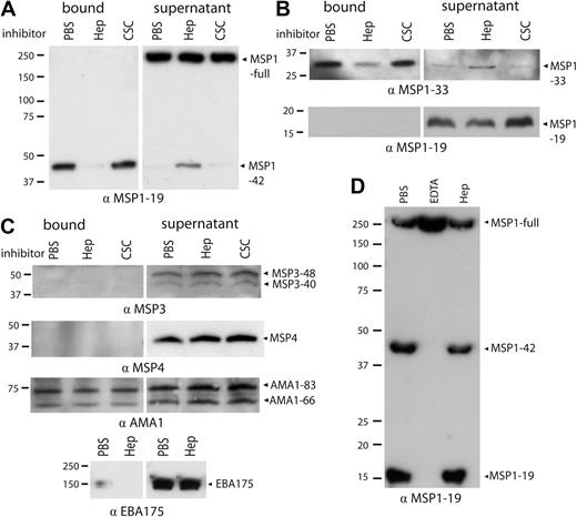 Figure 3. Native MSP1-42 and MSP1-33, but not full-length MSP1, MSP1-19, or other merozoite proteins, bind to heparin. Merozoite proteins were extracted from whole schizonts (3D7 isolate) and incubated with heparin-agarose beads with and without soluble inhibitors. (A) MSP1-42 bound to immobilized heparin in the presence of control (PBS) or soluble CSC, and MSP1-42 was depleted from the supernatant after incubation. In the presence of soluble heparin, binding of MSP1-42 was inhibited and was not depleted from the supernatant. Full-length MSP1 (MSP1-full) did not bind to beads and was only present in the supernatant. (B) MSP1-33 from culture supernatant bound heparin, being present in the bead-bound fraction and depleted from the supernatant. In the presence of soluble heparin, MSP1-33 was not able to bind and was predominately found in the supernatant (top panel). MSP1-19 did not bind to beads and was only present in the supernatant fraction (bottom panel). (C) Other merozoite antigens MSP3, MSP4, AMA1, and EBA175 showed little or no binding to heparin-agarose. For MSP3 and MSP4, no protein was seen in the bound fraction. AMA1 showed nonspecific binding to heparin-agarose beads that was not inhibited by the addition of soluble heparin. For EBA175, the majority of the protein was seen in the supernatant after incubation with heparin-agarose. Binding of merozoite proteins was tested in the presence of control (PBS), soluble heparin, or CSC. (D) Heparin did not inhibit proteolytic processing of MSP1. Purified schizonts were incubated with PBS, ethylenediaminetetraacetic acid (1mM), or heparin (1 mg/mL) until complete rupture of schizonts had occurred, and merozoites were then collected. In the presence of control (PBS) and heparin, processed forms of MSP1 (MSP1-42 and MSP1-19) were observed, in addition to full-length MSP1. Heparin did not significantly reduce the appearance of MSP1-42 or MSP1-19 compared with PBS control. Ethylenediaminetetraacetic acid prevented processing of full-length MSP1 to MSP1-42 and MSP1-19 fragments, indicating inhibition of processing. For all figures, the antibody used in the Western blot is indicated at the bottom of the panel (all antibodies were raised in rabbits). Molecular weight markers are indicated to the left, and proteins are indicated with arrows. Results shown are representative examples taken from multiple assays.