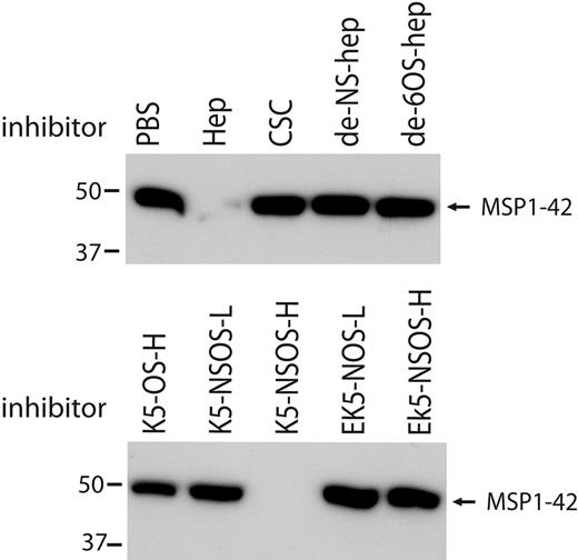 Figure 7. Structural requirements of heparin-like molecules for binding of MSP1-42. Binding of MSP1-42 to heparin-agarose beads was inhibited by heparin but not by de-N-sulfated (de-NS-) and de-6O-sulfated (de-6OS-) heparin. Binding of MSP1-42 was also inhibited by K5 polysaccharides with high-level N- and O-sulfation (K5-NSOS-H), but not by other K5 polysaccharides having different sulfation levels or patterns, or by EK5 polysaccharides. Heparin-agarose bound proteins were detected by Western blot using antibodies to MSP1-19. K5-NSOS-H was the most inhibitory molecule in parasite invasion inhibition assays, whereas the other molecules had little or no invasion-inhibitory activity.