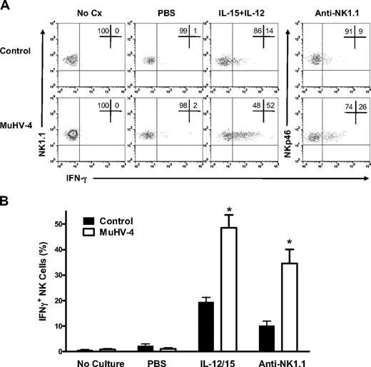 Figure 3. NK cells from mice latently infected with MuHV-4 have increased capacity to produce IFN-γ protein. Peritoneal cells from latently infected or control (naive or mock-infected) mice were stained immediately after harvest (No Cx) or after culture ex vivo with phosphate-buffered saline (PBS), IL-12 plus IL-15, or plate-bound antibodies against NK1.1 (Anti-NK1.1). (A) Representative flow cytometric density plots showing IFN-γ expression in NK cells. (B) Pooled data from 10 mice per group showing the mean ± SD percentage of NK cells that express IFN-γ. These data are representative of 3 independent experiments with 10 mice per group per experiment. *P <.001 (MuHV-4 vs control).