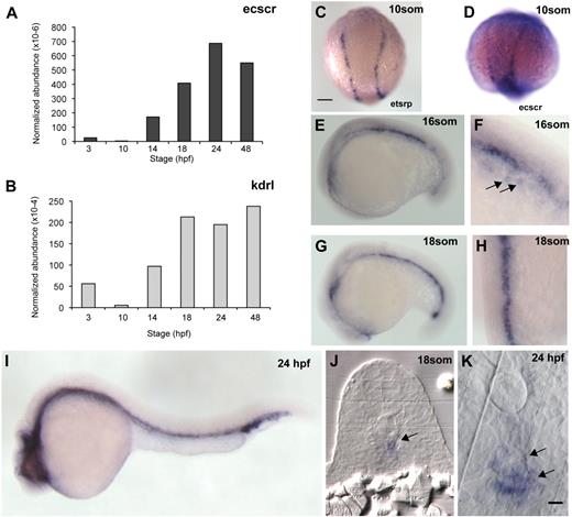 Figure 1. Expression of zebrafish ECSCR. (A) qPCR measurement of ecscr transcript levels, normalized to beta-actin transcripts, during various stages of zebrafish development. Primer design is indicated in supplemental Figure 1. (B) Normalized qPCR of kdrl transcripts. (C) Dorsal view, with posterior up, of a 10-som embryo processed for ISH for the ets transcription factor etsrp16 showing the distribution of angioblasts in the posterior LPM. Scale bars for panels C through E, G, and I represent 200 μm. (D-I) Whole-mount ISH for ecscr message in zebrafish of the indicated stages. (D) 10-som, showing expression on premigratory angioblasts similar to etsrp+ cells. (E) Lateral view at 16 som. (F) Oblique view near the tail at 16 som, showing faint hybridization to migrating angioblasts (). (G) Lateral view at 18 som. (H) Dorsal view at 18 som. Hybridization is detected at the midline vascular cord. (I) Lateral view at 24 hpf. (J-K) Methacrylate sections of whole-mount in situs showing ecscr transcripts localized to midline vascular structures. (J) 18 som. (K) Higher magnification view of a 24-hpf section. point to DA and PCV. Scale bar represents 10 μm.