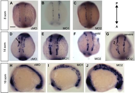 Figure 2. Knockdown of ECSCR2 results in aberrant positioning of migrating angioblasts. (A-G) Dorsal views of the posterior of control MO (cMO)–injected or ecscr morpholino (MO1, MO2) zebrafish embryos of the indicate stages subjected to whole-mount ISH for etsrp. (A-C) 8 som. Angioblasts are detected in apparently normal numbers and position in morpholino-injected embryos. Scale bar represents 200 μm. (D-G) 14 som. cMO-injected embryos show etsrp+ angioblasts arriving at the midline () and convergence of the premigratory rows toward the midline, whereas anti-ecscr morphants show a greater gap between angioblast rows and few midline angioblasts. MO2 morphants showed a greater range of morpholino phenotypes, with more severely affected morphants (G) showing an irregular row of angioblasts with occasional angioblasts positioned away from the midline ( in panel G). (H-J) Lateral view of 16-som embryos. cMO-injected embryos and the bulk of MO1- and MO2-injected embryos show a consolidated midline vascular cord3 (H), whereas approximately 20% of MO1 and MO2 morphants (I-J) show increased numbers of premigratory angioblasts lateral and dorsal to the consolidating vascular cord. Results at each embryonic stage are representative of at least 20 embryos from 2 independent injections.