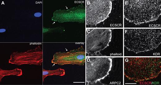 Figure 3. Transfected ECSCR and endogenous KDR colocalize at the edge of cultured endothelial cells. Human ECSCR cDNA was generated with a C-terminal V5 tag and overexpressed in HUVECs. (A) Triple label confocal micrograph comparing transfected ECSCR (green) to phalloidin (red) and DAPI (4,6 diamidino-2-phenylindole; blue). Transfected ECSCR is enriched in actin-rich membrane protrusions. Scale represents 40 μm. (B-D) Higher magnification view of a different cell labeled with anti-V5 (top), phalloidin (center), and ARPC2, a component of the Arp2/3 complex (bottom). ECSCR localizes to areas of active membrane protrusion. (E-G) Comparison of ECSCR with KDR. Confocal antitag (panel D and red signal in panel F) and antiendogenous KDR (panel E and green signal in panel F) cytochemistry. The punctate vesicular pattern of KDR overlaps with ECSCR at convex membrane protrusions where KDR approaches the membrane (seen as yellow), but not away from the cell edge. Scale bar represents 10 μm. Results were replicated in 3 independent experiments.