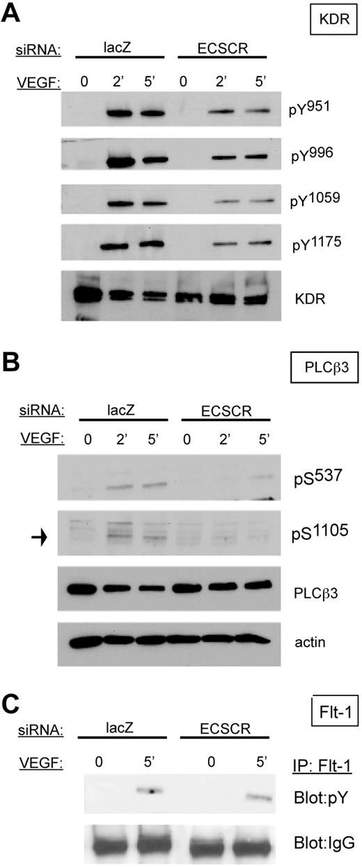 Figure 5. Knockdown of ECSCR in HUVECs results in reduced VEGF-induced phosphorylation of VEGF receptor 2/KDR and downstream PLCβ3, but not tyrosine phosphorylation of VEGF receptor 1/FLT1. (A) HUVECs transfected with the indicated siRNAs were serum starved overnight and stimulated with 25 ng/mL VEGF for the indicated periods. Total lysates were blotted using the indicated phosphoepitope-specific antisera. ECSCR knockdown cells show strongly reduced tyrosine phosphorylation of KDR on multiple epitopes. (B) Total lysates as described in panel A were blotted using anti-PLCβ3 phosphoepitopes. Activating phosphorylation of serines 537 and 1105 was reduced in ECSCR knockdown cells. (C) FLT1 was immune precipitated from unstimulated and VEGF-stimulated cells (5 minutes), and immune precipitates were blotted for phosphotyrosine. Tyrosine-phosphorylated FLT1 was present at similar levels in VEGF-stimulated control lacZ and ECSCR knockdown cells. Results were observed in at least 2 independent experiments.