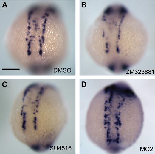 Figure 6. Inhibition of VEGF receptors in zebrafish results in reduced etsrp+ angioblast numbers including reduced numbers at the midline. Embryos were treated from 10 to 16 hpf with vehicle control DMSO (A) or VEGF receptor inhibitors ZM323881 (1 μm; B) or SU4516 (10 μm; C), and angioblast positions were analyzed by whole-mount ISH for etsrp. Inhibitor-treated embryos show reduced angioblast numbers, and strongly reduced etsrp+ cells at the midline. (D) ecscr morphants show disrupted anterior vascular cord. Each result is representative of more than 20 embryos from 2 independent experiments. Scale bar in panel A represents 200 μm.