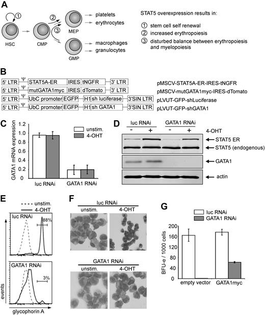 Figure 1. STAT5-induced erythroid differentiation is GATA1 dependent. (A) Schematic overview of previously obtained results caused by active STAT5 overexpression. (B) Retroviral and lentiviral constructs used in this study. (C) Quantitative RT-PCR results of CB CD34+ cells that were double transduced with the STAT5A-ER vector in combination with the indicated lentiviral RNAi constructs. Cells were left untreated or stimulated for 24 hours with 4-OHT, sorted, and RNA was extracted. GATA1 mRNA expression was calculated after normalization against expression of hypoxanthine phosphoribosyl transferase, RPL27, and RPL30 mRNA. The graph represents the mean of 3 independent experiments. (D) Western blot of sorted cells, transduced and treated as in panel C. Extracts were blotted against STAT5, GATA1, and actin to show equal loading. (E) Representative FACS histograms of GPA expression on cells transduced with STAT5A-ER and the indicated lentiviral vectors expressing short hairpins against luciferase or GATA1. Cells were cultured on MS5 stromal cells, left untreated or stimulated with 4-OHT, and analyzed for GPA expression after 10 days. (F) MGG-stained cytospin preparations of suspension cells of cultures described in panel E and harvested after 2 weeks. (G) BFU-E numbers of methylcellulose culture of CB cells, transduced with lentiviral vectors for expression of short hairpins against luciferase and GATA1, together with an empty expression vector or a vector expressing RNAi resistant, myc-tagged GATA1. A total of 1000 double-transduced cells were sorted 1 day after transduction directly into CFC medium. BFU-E colonies were counted after 2 weeks.