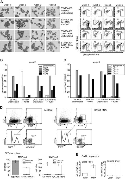 Figure 2. STAT5-induced block in myeloid differentiation is reversed after GATA1 depletion. (A) CD34+ CB cells were transduced with STAT5A-ER and the indicated lentiviral RNAi constructs. After transduction, cells were cultured on MS5 stromal cells and either left untreated or stimulated with 4-OHT. Each week, half of the medium was removed and double-transduced cells were sorted and cytospin preparations were made (left panel). The same cells were analyzed by flow cytometry for the expression of CD11b and GPA at weeks 1, 2, 3, and 5. Representative FACS plots are shown in the right panel with percentage positive cells indicated in the plots. (B) FACS analysis of the expression of GPA, CD11b, CD14 (monocyte/macrophage), CD15 (granulocyte), and CD71 (transferrin receptor) of cells cultured and stimulated as in panel A at week 2. (C) FACS data as in panel B from week 5. (B-C) One representative experiment of 3 experiments performed is shown. (D) CD34+ CB cells were transduced with the indicated lentiviral shRNA constructs. One day after transduction, the cells were stained for CD34, CD38, CD45RA, and CD123 and transduced (EGFP-positive) cells were sorted according to the shown gates to obtain MEP and GMP progenitor populations. The sorted cells were cultured in methylcellulose medium to enumerate the number of BFU-Es and CFU-GMs. After 2 weeks, progenitors were scored. (E) GATA1 expression in GMPs and MEPs as determined by quantitative RT-PCR and Illumina arrays.