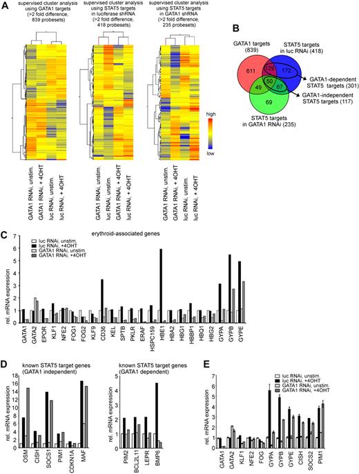 Figure 4. STAT5-induced genes can be divided as GATA1-dependent and GATA1-independent. (A) CB CD34+ cells, transduced with 4-OHT–inducible STAT5 and lentiviral vectors expressing short hairpins against luciferase and GATA1 were cultured for 3 days, STAT5 was induced by 4-OHT stimulation for 24 hours, and RNA was extracted. Equal amounts of RNA from 3 independent performed experiments were pooled and hybridized to Illumina arrays. Supervised cluster analysis: left panel, GATA1 targets with more then 2-fold difference; middle panel, STAT5 target genes in luciferase shRNA-transduced samples; and right panel, STAT5 target genes in GATA1 shRNA-transduced samples. (B) Venn diagram showing differences and overlap between the 3 groups analyzed in panel A. (C) Array-derived gene expression data of known erythroid-associated genes. (D) Array-derived gene expression data of several previously described STAT5 target genes, divided as GATA1-dependent and GATA1-independent STAT5 target genes. (E) Quantitative RT-PCR verification of several genes shown in panels C and D.