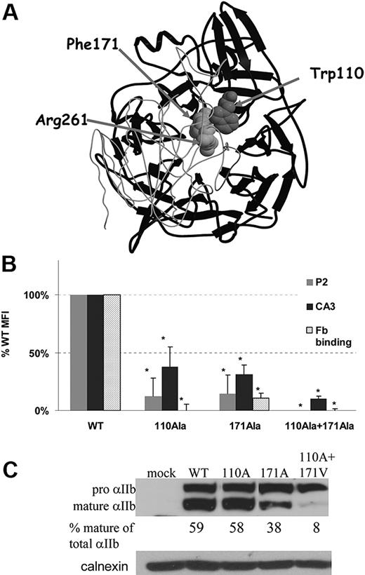 Figure 1. Interactions in the head domain of αIIbβ3 between aromatic residues from blades 2 and 3 of the β-propeller of αIIb (Trp110 and Phe171) and Arg261 of β3. (A) The β-propeller domain of αIIb is presented in black ribbons and the βA domain of β3 is presented in light gray coil derived from PDB 1TXV. β3-Arg261, αIIb-Trp110, and αIIb-Phe171 are depicted by space-filled atoms. (B) Effect of αIIb-Trp110Ala and -Phe171Ala substitutions on αIIbβ3 surface expression and ligand binding. Flow cytometric analysis of αIIbβ3 surface expression in BHK cells expressing WT β3 and mutated or WT αIIb was preformed using monoclonal antibody against αIIbβ3 (P2) and monoclonal antibody against αIIb (CA3). Fibrinogen (Fb) binding was measured with anti–human fibrinogen antibody after activation by PT25-2 activating antibody. All antibody bindings are presented as mean percentage of WT MFI ± SD (at least 3 different transfections). *P < .05. (C) Intracellular maturation of αIIb was measured by immunoblotting of reduced cell lysates in Tris-acetate 3%-8% gels with monoclonal antibody specific to αIIb (SZ22). The proportion of mature αIIb of total αIIb (mature and pro-αIIb) in percentage was calculated by measuring band intensity using EZQuant densitometry program. Total protein loading was measured by polyclonal anti-calnexin antibody.