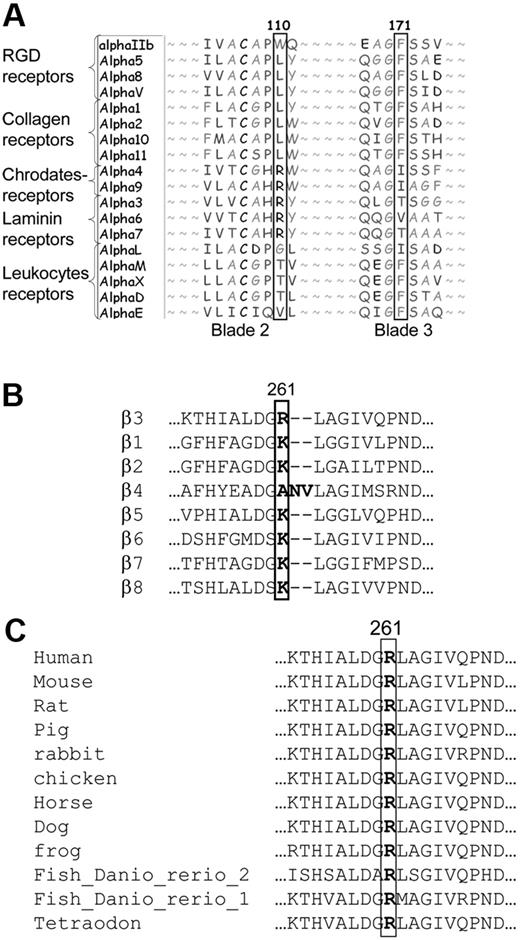 Figure 2. Sequence alignments of different α and β subunits and β3 of different species. (A) Human α subunits at the region of Trp110 and Phe171 of αIIb. (B) Human β subunits flanking Arg261 position in β3 and (C) β3 from different species at the region of Arg261 in human β3.