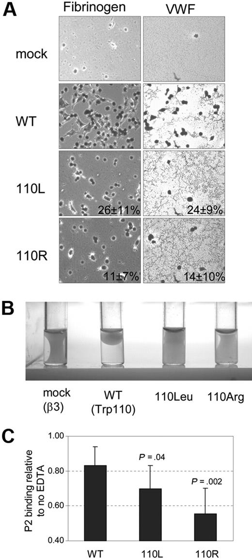 Figure 4. Effect of αIIb-Trp110Leu or -Trp110Arg substitutions on αIIbβ3 outside-in signaling–related functions and stability. (A) BHK cell adhesion to immobilized fibrinogen and to immobilized VWF-coated wells. Mean percentage of WT surface coverage ± SD is shown (mean of 3 different transfections). (B) Clot retraction of cells resuspended in DMEM in the presence of fibrinogen and thrombin and after incubation for 18 hours at 37°C. (C) αIIbβ3 complex stability measured by flow cytometry with P2 antibody in the presence and absence of 5mM EDTA. The results for WT and the 2 mutants are expressed as mean proportion ± SD of MFI P2 binding in the absence of EDTA.