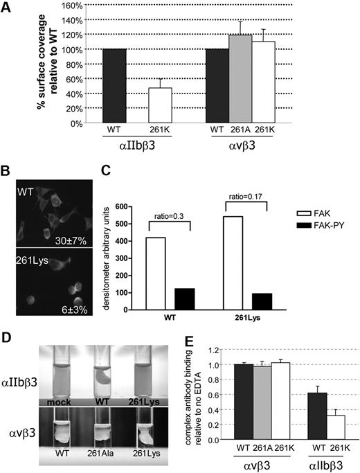 Figure 6. The effect of β3 substitutions on αIIbβ3 and αvβ3 outside-in signaling–related functions and complex stability. (A) Cell adhesion to fibrinogen-coated wells was evaluated after 30-minute incubation. The cells were fixed and stained by May-Grünwald eosin–methylene blue solution. Surface coverage was measured using Impact R analyzer. Results present as percentage surface coverage relative to WT cells ± SD (N ≥ 3). (B) Spreading was evaluated in cells harboring WT αIIbβ3 or αIIbβ3-261Lys and by staining with anti-actin FITC-conjugated antibody after 30-minute incubation. The actin-stained cells of 10 fields were counted and percentage of cells fully spread was calculated out of total adhered cells (presented in the right corner ± SD). (C) Band intensity of immunoblotting of anti-Fak and anti-Fak phosphorylated (FAK-PY) on WT αIIbβ3 and αIIbβ3-261Lys cell lysates. Measurements of band intensity were done using the EzQuant densitometry program. Index phosphorylation was calculated as the ratio between FAK-PY and FAK band intensity (presented on the top of the bars). (D) Clot retraction of cells resuspended in DMEM in the presence of fibrinogen and thrombin after incubation for 18 hours at 37°C. (E) Surface expression of integrin complexes was measured by flow cytometry using P2-FITC antibody against αIIbβ3 and LM609-FITC against αvβ3. Cells were incubated with or without 5mM EDTA for 30 minutes at room temperature. The results are presented as the proportion of MFI in the presence and absence of EDTA (n ≥ 3).
