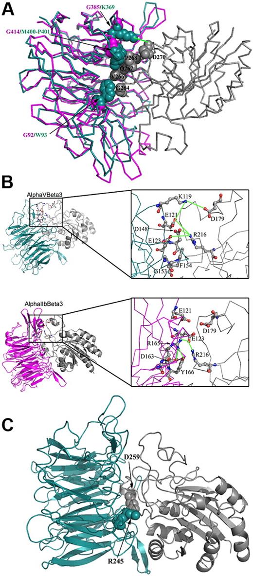 Figure 7. Comparison of residues located at the interface of β3 and αIIb or β3 and αv that contribute to the stability of these complexes. The analysis was preformed using 1TXV PDB code for αIIbβ3 and 1JV2 for αvβ3. Only the β-propeller domain from the α subunits and the β-A domain from the β3 are displayed for clarity. αIIb, αv, and β3 are pink, cyan, and gray, respectively. In panels A and C, several residues located at the α-β interface are displayed as space-filled atoms, and in panel B, several residues are displayed in a balls-and-sticks representation and colored by atom type. Electrostatic connections are displayed as green lines. Amino acid abbreviations are shown in 1-letter codes. (A) Whereas residues Trp93, Met400-Pro401, and Lys369 located on αv form interactions with β3, their corresponding residues in αIIb are occupied by glycine residues (Gly92, Gly414, and Gly385, respectively) that lack similar contacts with β3. (B) The right panel displays a close view of the interface in the same orientation as presented in the left panel. The figure displays a network of electrostatic interactions connecting αv and β3. This network includes interactions between Lys119 (αv) and Asp179 (β3), and among Glu121, Glu123, and Asp148 in αv and Arg216 in β3. In contrast, the corresponding region at the αIIbβ3 interface exhibits a network of polar interactions that is mostly intrinsic to αIIb; Arg165 interacts with Glu123, Asp163, and Tyr166, all in αIIb. Only one intersubunit electrostatic interaction is conserved in αIIbβ3, that is, Glu123 (αIIb) and Arg216 (β3). (C) A salt bridge between αv-Arg245 and β3-Asp259. This electrostatic interaction is absent in the αIIbβ3 complex because the corresponding position in αIIb is occupied by the uncharged residue Thr259.