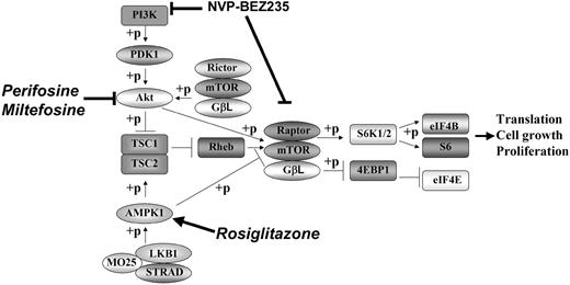 Figure 1. Schematic representation of cellular pathways leading to cell survival or cell death. The roles PI3K, Akt, and AMPK play in signaling pathways important for cell survival or cell death are shown. The influence of rosiglitazone, miltefosine, perifosine, and NVP-BEZ235 on these pathways is also shown. Phosphorylation of proteins is indicated by “+p.”