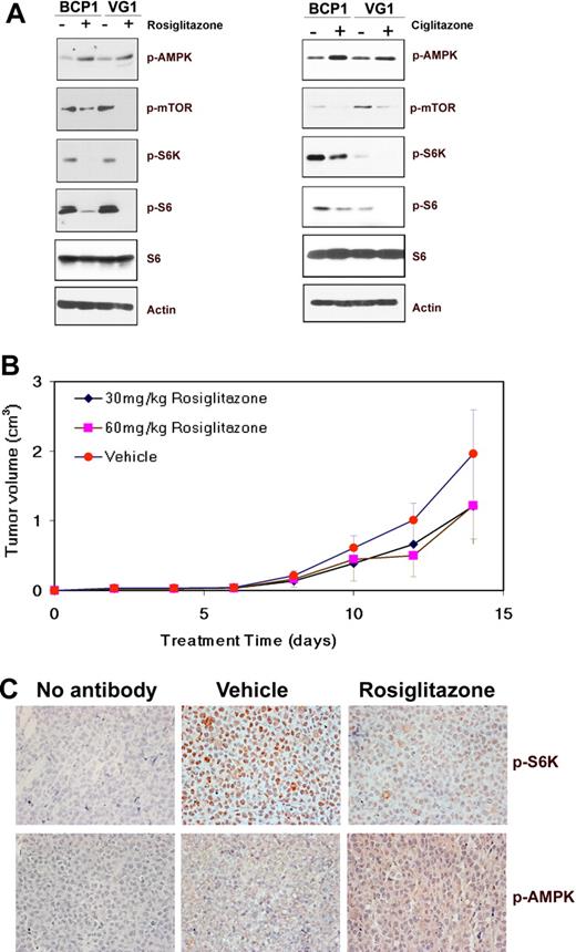 Figure 3. Effect of glitazone treatment on cellular signaling pathways and tumors in mice. (A) Immunoblot analysis of protein extracts from the indicated cell lines exposed to DMSO (−) or 200μM rosiglitazone for 72 hours, or 100μM ciglitazone for 96 hours was performed to visualize the expression of phosphorylated AMPK (Ser172), mTOR (Ser 2448), S6K (T421/S424), or S6 (S235/236) proteins along with total S6 and β-actin as loading controls. (B) Decrease in the average tumor size in mice treated with rosiglitazone compared with those treated with methylcellulose (vehicle). Volumes of tumors in mice treated with methylcellulose as vehicle (n = 5), 30 mg/kg rosiglitazone (n = 5), or 60 mg/kg rosiglitazone (n = 5) are plotted on the y-axis versus time in days after inoculation on the x-axis. Error bars represent the SD for each group of animals. (C) Increase in phospho-AMPK (pAMPK; T172) and decrease in phospho-S6K (pS6K; T421/S424) in mouse xenograft tumors on treatment with rosiglitazone. Immunohistochemistry of mouse xenograft tumors using antibodies specific for pAMPK and pS6K is shown. No staining was observed in the absence of a specific primary antibody (no antibody). Original magnification ×400.
