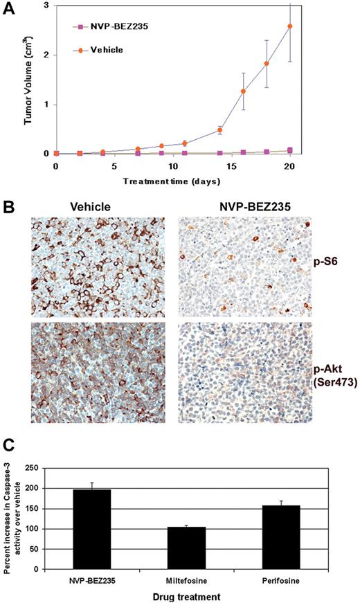 Figure 6. Treatment with NVP-BEZ235 delays tumor progression in vivo in a xenograft model of PEL. (A) Tumor progression is significantly delayed (P < .001) in mice treated with 40 mg/kg NVP-BEZ235 administered by oral gavage. Mice were treated 5 times per week with NVP-BEZ235 (n = 7) or vehicle (n = 6) after the development of palpable tumors. Mice were followed for 20 days, at which point vehicle-treated mice were killed. NVP-BEZ235–treated mice had significantly smaller tumors. Error bars represent the SD for each group of animals. (B) Immunohistochemical analyses reveal decreased phosphorylation of ribosomal S6 protein and Akt (Ser473) in NVP-BEZ235–treated mice. No staining was observed in sections that had not been incubated with specific antibodies. (C) PI3K/Akt inhibition induces apoptosis in PEL. A total of 1 × 106 BC-1 PEL cells were treated with 50μM miltefosine, 50μM perifosine, or 20nM NVP-BEZ235, and the appropriate vehicle controls. Cells were harvested and lysed 12 hours later. Equivalent micrograms of cell lysate for all samples were incubated with a fluorogenic caspase-3 substrate (DEVD-AFC). Caspase-3 cleavage of the fluorescent DEVD substrate was measured on a fluorometer. The percentage of caspase-3 activity in BC-1 cells after incubation with perifosine, miltefosine, or NVP-BEZ235 was calculated compared with vehicle-treated cells. Percentage increase in caspase-3 activity of drug-treated cells compared with the respective vehicle control-treated cells is shown on the y-axis, and the specific inhibitor is shown on the x-axis.