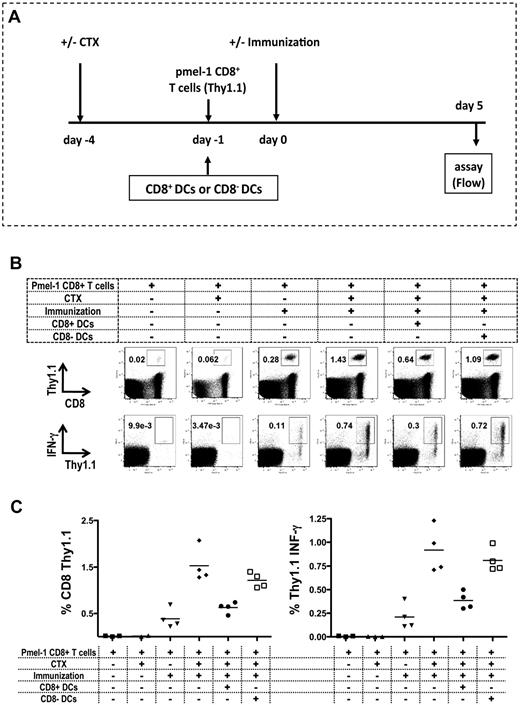 Figure 5. Reconstitution of CD8+ DCs in LNs inhibits antigen-specific T-cell responses. Mice were treated with CTX on day −4, followed by the adoptive transfer of 105 CD8+ pmel-1 cells from Thy1.1 pmel-1 mice by intravenous injection on day −1. On day 0, mice were immunized with hgp100 peptide–pulsed DCs injected intradermally in the left ear. At 5 days after immunization, draining retroauricular LNs were harvested, and stained for CD8 and Thy1.1 to detect antigen-specific pmel-1 cells (Thy1.1+). To assess IFN-γ production, cells were cocultured with mgp100-pulsed EL-4 cells and then stained for intracellular IFN-γ. All mice received adoptively transferred pmel-1 CD8 T cells. As negative control for immunization, mice were not immunized and treated (▴) or not treated (■) with CTX. As negative control for CTX, immunized mice did (▾) or did not (♦) receive CTX treatment. A group of mice received 106 CD8+ DCs in the left ear (●) or received 106 CD8− DCs in the left ear (□) on day −1. (A) Experiment timeline. (B) Representative plots. (C) The recovery of antigen-specific T cells and percentage of IFN-γ production presented as the mean ± SEM (3-4 mice/group). Data are representative of 3 independent experiments. CD8 pmel-1 recovery and IFN-γ secretion were both statistically significantly enhanced when CTX (♦) or CTX and CD8-DC (□) treatment preceded immunization (P = .05).