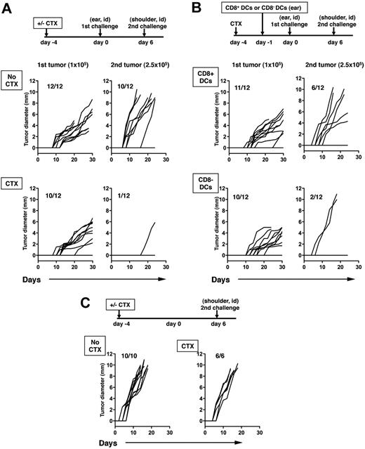 Figure 6. Local reconstitution of CD8+ DCs inhibits systemic concomitant immunity. Mice were inoculated with B16 cells (105) in the left ear on day 0, and reinoculated with B16 (2.5 × 105) in the right shoulder on day 6. Mice were either untreated (no CTX) of treated with CTX (CTX) 4 days before the primary tumor challenge (A). Mice were treated with CTX as described for panel A and received 106 CD8+ DCs in the left ear 1 day before the primary tumor challenge or were treated with CTX and received 106 CD8− DCs in the left ear using the same timeline (B). The left graphs represent growth of primary tumors, the right graphs depict growth of challenge secondary tumors. P values for the primary tumor were not statistically significant except no CTX and CTX + CD8− DCs (P = .002). P values comparing growth curves between no CTX with CTX, CTX + CD8+ DCs, and CTX + CD8− CCs were < .001, .031, and < .001, respectively. The P value comparing CTX versus CTX + CD8+ DCs was .004. The growth of the second challenge tumor inoculum in naive mice without primary tumor challenge (with or without CTX treatment; C). Data from 1 of 2 independent experiments with similar results are shown.