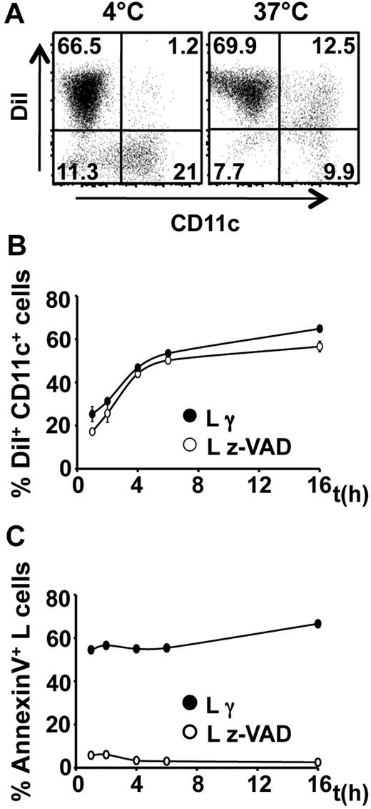 Figure 1. Material internalization from live donor cells by DCs in vitro. (A-C) DCs were cultured with live or apoptotic DiI-stained L cells. (A, representative of 3 experiments): dot plots of DiI capture by DCs from live cells at 4°C and 37°C after 16 hours of culture. At different time points, cells were labeled with anti-CD11c mAb (B) and annexin V (C) and analyzed by flow cytometry. Data are mean ± SEM, representative of 2 independent experiments performed in triplicates.
