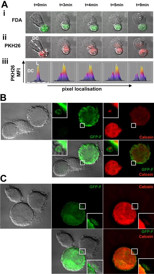 Figure 2. Cytosolic and membrane material internalization from live donor cells into vesicles by DCs in vitro. (A) DCs (transmission microscopy) were cultured with L cells previously stained with FDA (green, i; time-lapse confocal microscopy) and PKH 26 (red, ii). Capture of PKH 26 by DCs was represented as the MFI of PKH 26 per pixel in a single confocal plane every minute (iii). Pictures were taken from 71 minutes after the beginning of the culture. Results are representative of 2 independent experiments (original magnification ×63). (B-C) DCs (transmission microscopy) were cultured for 60 minutes with L cells transiently transfected with GFP-F (green) and stained with calcein orange CMRA (red). Results are representative of 2 independent experiments (original magnification ×160).