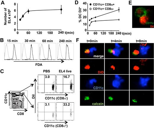 Figure 3. Material internalization from live donor cells by DCs in vivo. C57Bl/6 CD45.1 mice were injected intravenously with live DiI-stained, CD45.2+ EL4 cells. At different times, spleens were collected, dissociated, and labeled. (A) Absolute numbers of EL4 cells, labeled by CD45.2 mAb, recovered from the spleen. Data are mean ± SEM (2 experiments, duplicates). (B) Viability of the EL4 cells was assessed by fluorescein intensity after esterase enzymatic activity on FDA. (C) DCs were gated on CD11c and CD8α expression to visualize CD11cCD8α+ and CD11cCD8α− populations, and analyzed for DiI expression. Data are representative dot plots of cells analyzed 240 minutes after EL4 or PBS injection. (D) Association of DiI from the injected EL4 cells with CD8α+ or CD8α− CD11c+ DCs. At 240 minutes later, spleen cells were labeled as described. Data are mean ± SEM (representative of 2 independent experiments performed in duplicates). (E) Spleen DCs were sorted 240 minutes after EL4 cell injection, labeled for CD11c, and observed by confocal microscopy. Six confocal planes were observed to ensure that live cell fragments were inside DCs. (F) Confocal microscopy imaging of the interaction between a spleen CD11c-EYFPhi DCs and a DiD-stained EL4 cell. A total of 25 × 106 EL4 cells stained with DiD (red, membrane staining) and with calcein red orange (green, cytoplasmic viability staining) were injected intravenously into CD11c-EYFPhi (blue) transgenic mice. Thirty minutes later, the spleen was collected, cut into 2 slices, maintained in viable conditions, and observed by time-lapse confocal microscopy. Different focal planes were analyzed to ensure visualization of the whole volume of the DCs (original magnification ×20). Data are representative of 2 independent experiments (supplemental Figure 2).