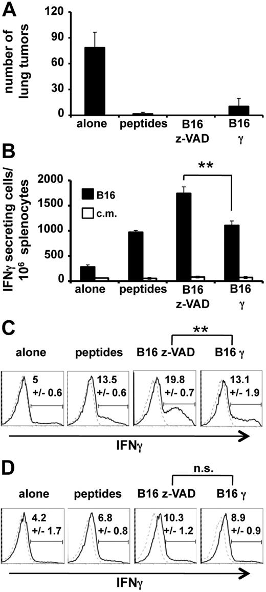 Figure 7. DCs cultured with live B16 cells induced a complete protection against tumor and a strong IFN-γ response. Five C57BL/6 mice per group were immunized twice (days 0 and 14) with DCs cultured with LPS and either medium alone, or gp10025-33 and TRP2181-188 (peptides), or live B16 cells (B16 z-VAD), or apoptotic B16 cells (B16γ). After culture, DCs were purified, irradiated, and injected. On day 21, mice were challenged with B16 cells intravenously 2 weeks later, lung tumors were counted (A), and splenocytes were restimulated with B16 cells or culture medium (c.m.) and tested in an IFN-γ ELISPOT (B). Splenocytes were also restimulated with phorbol myristate acetate and ionomycin before surface labeling, and then intracellular labeling with IFN-γ mAb (solid lines) or isotype control (dotted lines). Events were gated on CD3+CD8+ (C) or on CD3+CD4+ (D) splenocytes. **P < .01. n.s. indicates not significant. Data are mean ± SEM of 5 mice per group.