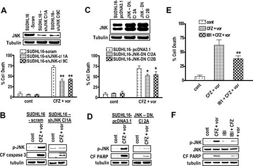Figure 4. Pharmacologic and genetic interruption of the JNK pathways significantly diminishes CFZ/vorinostat lethality in SUHDL16 cells. (A) SUDHL16 cells stably transfected with JNK shRNA or vectors encoding a scrambled sequence were exposed to CFZ (3.0nM) plus vorinostat (0.75μM). After 36 hours of drug exposure, cell death was monitored by 7-AAD staining and flow cytometry. Inset: Relative expression of JNK protein in SUDHL16-scrambled sequence and shJNK clones. (B) After 14 hours of drug exposure as in panel A, Western blot analysis was used to monitor protein expression of phospho-JNK and the cleavage fragment of caspase-3 (CF caspase-3). (C) SUDHL16 cells stably transfected with JNK-DN cDNA or empty vector (pcDNA3.1) were exposed to CFZ (3.0nM) plus vorinostat (0.75μM). After 36 hours of drug exposure, cell death was monitored by 7-AAD staining and flow cytometry. Inset: Expression of JNK protein in SUDHL16 empty vector and JNK-DN clones. (D) After 14 hours of drug exposure as in panel C, Western blot analysis was used to monitor protein expression of phospho-JNK and cleaved PARP. (E) SUDHL16 cells pretreated with the selective JNK inhibitor IB1 (ALX 159-600; 10μM) for 2 hours were exposed to CFZ (3.0nM) plus vorinostat (0.75μM) for 36 hours. At the end of drug exposure, cell death was monitored by 7-AAD staining and flow cytometry. (F) After 14 hours of drug exposure as described in panel E, Western blot analysis was used to monitor protein expression of phospho-JNK, JNK, and cleaved PARP. For all studies, blots were stripped and reprobed with antitubulin antibodies to ensure equal loading and transfer of proteins. Each lane was loaded with 20 μg of protein. All values represent the means of triplicate experiments performed on 3 separate occasions plus or minus SD. (A,E) **Significantly less than values for scrambled sequence clone or control (P < .01). (C) *Significantly less than values for empty-vector controls (P < .05).