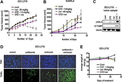 Figure 7. Vorinostat potentiates CFZ-mediated DNA damage, apoptosis, and tumor growth suppression in an in vivo OCI-LY10 xenograft model. NIH-III nude mice were injected in the flank with (A) 10 × 106 OCI-LY10 cells or (B) 10 × 106 SUDHL4 cells and treated with the indicated doses CFZ with or without vorinostat twice weekly on days 1 and 2 as described in “Animal studies.” Tumor volumes were measured twice every week, and mean tumor volume was plotted against days of treatment. (C) Tumor samples were extracted from mice and lysed with lysis buffer followed by sonication. Western blotting was performed using the extracted proteins, which were then probed with the indicated primary antibodies. Each lane was loaded with 20 μg of protein; blots were subsequently stripped and reprobed with antibodies to tubulin to ensure equivalent loading and transfer. (D) Tumor samples were extracted after the 25th day of treatment and fixed to slides as described in “TUNEL assays of tissue sections.” TUNEL assays were performed on the fixed cells, which were also counterstained with 4,6-diamidino-2-phenylindole. Photomicrographs were obtained with an Olympus fluorescence microscope (original magnification ×20). (E) Weights of each mouse after various treatment regimens were monitored weekly, and the mean weight of each group was plotted against days of treatment.