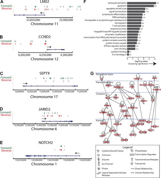 Figure 5. Ontology and network analysis of genes at clustered integration sites. (A) Clustered integration sites at the LMO2 locus. The green and red lines indicate the position of vector integration sites. Forward indicates that the vector is oriented 5′ to 3′ relative to the chromosomal numbering system. Reverse indicates reverse orientation. The arrow indicates the direction of LMO2 transcription. Only selected splice variants are shown. Annotation similar in subsequent panels. (B) Clustered integration sites at the CCND2 locus. (C) Clustered integration sites at the SEPT9 locus. (D) Clustered integration sites at the JARID2 locus. (E) Clustered integration sites at the NOTCH2 locus. (F) Gene classes enriched near integration sites. The x-axis shows the statistical significance for enriched groups as the negative log of P after correction for multiple comparisons (Benjamini). The number at the end of each bar indicates the number of genes near integration sites in each category (categories were defined by the DAVID gene ontology). The raw ontology output was edited to remove uninformative high level classes or duplicative annotation. (G) A regulatory network defined by genes at clustered integration sites. The network was generated using Ingenuity, which uses published literature on interactions or affinity screens to link genes (solid line indicates direct relationships, dashed line indicates indirect relationships, arrow indicates directionality of the relationship). All networks are shown that involved more than 2 genes. No attempt was made to assess statistical significance of this network.